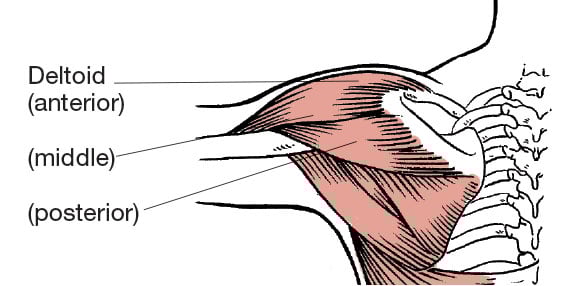 Shoulder Anatomy