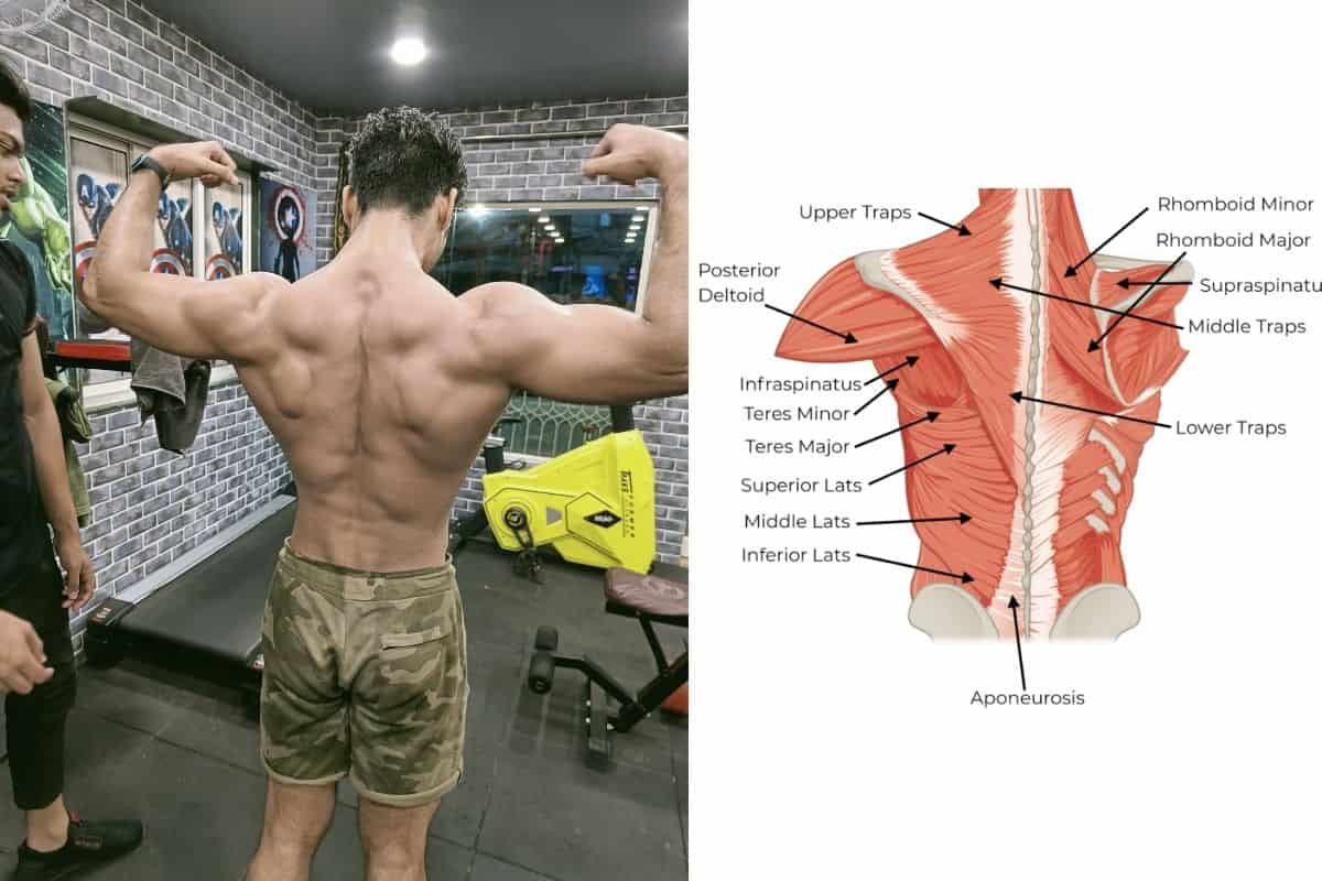 18 Best Back Exercises & Workout for Muscle Gain with PDF The Back Anatomy For Bodybuilding