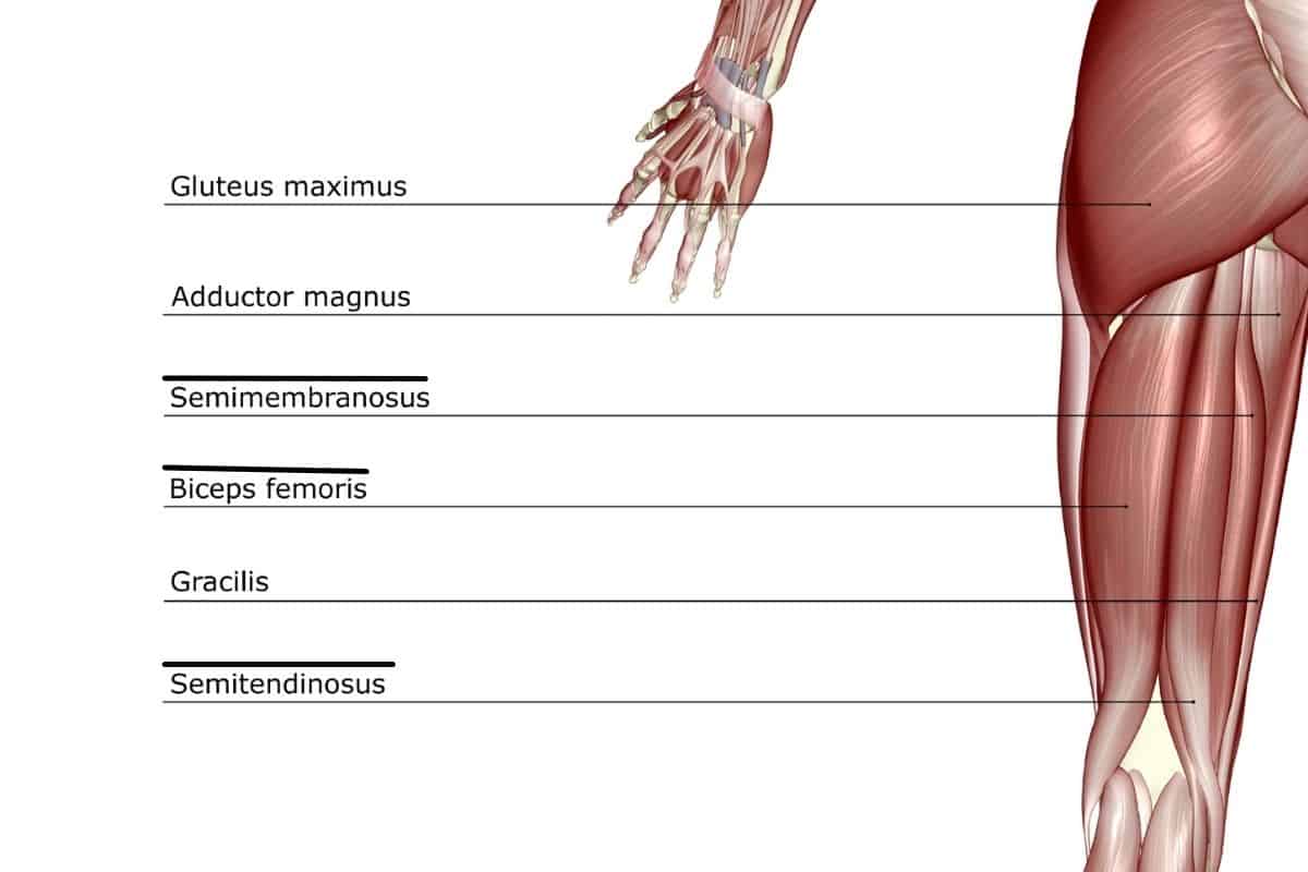 Hamstring Muscle Anatomy