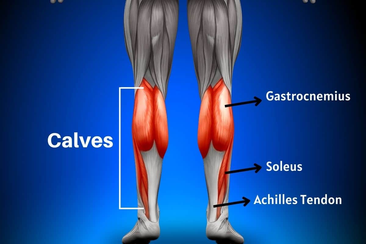 How To Build Gastrocnemius Muscle